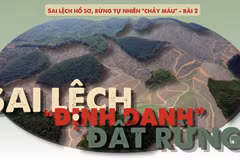 Sai lệch 'định danh' đất rừng: Rừng tự nhiên “biến thành” rừng sản xuất