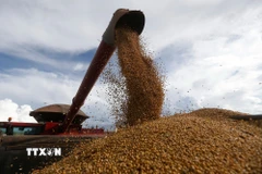 Thu hoạch đỗ tương. (Ảnh: THX/TTXVN)