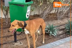 Một chú chó bị buộc trên đường phố ở Dubai. (Nguồn: Facebook Dogs are friends)