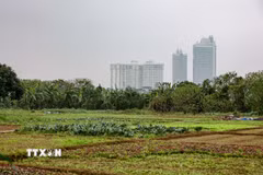 Hưng Yên: Xuất hiện đối tượng đào, múc trộm hàng nghìn mét khối đất canh tác