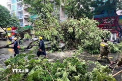 Lực lượng chức năng thu dọn hiện trường cây đổ tại Thành phố Hồ Chí Minh. (Ảnh minh họa: TTXVN phát)