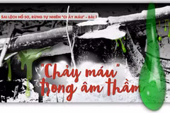Rừng tự nhiên “chảy máu” trong âm thầm