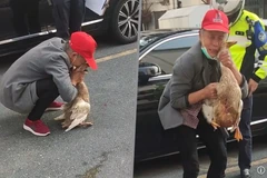 Bà cụ bật khóc khi tìm thấy xác chú vịt. (Nguồn: SCMP)