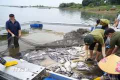 Nghệ An tìm nguyên nhân cá chết bất thường trên sông Lam