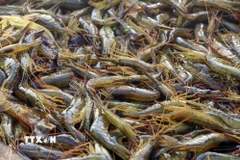 (Ảnh minh họa: Kyodo/TTXVN)