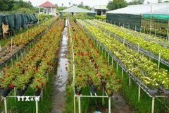 Hoa, kiểng trồng trên giàn không bị ngập nước và ảnh hưởng bởi cỏ dại. (Ảnh: Nhựt An/TTXVN)