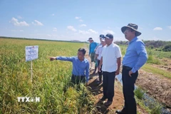 Trong chuyến thăm làm việc tại tỉnh Matanzas, Đại sứ Việt Nam tại Cuba Lê Quang Long đã đến thăm Dự án Hợp tác Việt Nam - Cuba Phát triển Sản xuất Lúa gạo ở huyện Calimete. (Ảnh: Mai Phương/TXVN)