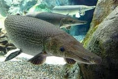  Thanh Hóa: 11 người nhập viện vì ăn trứng cá sấu hỏa tiễn