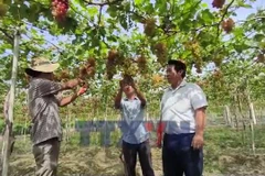 Nhiều giống nho, táo mới, chất lượng cho Nam Trung Bộ