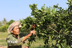 Vườn chanh không hạt 0,4ha của ông Đặng Văn Dư ở xã Song Lộc. (Ảnh : Phúc Sơn/TTXVN)