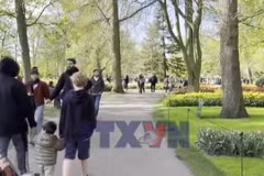 Ghé thăm Keukenhof - vườn hoa được mệnh danh đẹp nhất thế giới