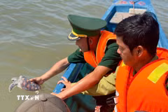Cà Mau thả cá thể Đồi mồi và Vích về với biển. (Ảnh TTXVN phát)