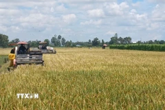 Ứng dụng cơ giới hóa trong thu hoạch lúa tại mô hình canh tác lúa chất lượng cao, phát thải thấp ở hợp tác xã dịch vụ nông nghiệp Hồng Phát (xã Vĩnh Thanh, tỉnh Cà Mau). (Ảnh: TTXVN phát)