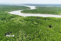 Rừng ngập mặn Cần Giờ trở thành Khu Dự trữ sinh quyển đầu tiên của Việt Nam được UNESCO công nhận vào năm 2000. (Ảnh: Hồng Đạt/TTXVN)