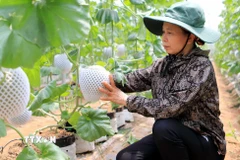 Mô hình trồng dưa lưới theo công nghệ Israel cho hiệu quả kinh tế cao. (Ảnh: Thế Duyệt/TTXVN)