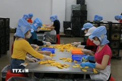 Công nhân làm việc tại một công ty tư nhân trên địa bàn huyện Lấp Vò, tỉnh Đồng Tháp. (Ảnh: Nhựt An/TTXVN)