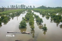 Vườn mai tại xã Bình Lợi (Thành phố Hồ Chí Minh) bị ngập trong nước. (Ảnh: Hương Giang/TTXVN)
