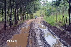 Một đoạn đường vào khu vực rừng do Công ty Trách nhiệm hữu hạn lâm nghiệp Đắk Wil (xã biên giới Đắk Wil, tỉnh Lâm Đồng) quản lý. (Ảnh: TTXVN phát)