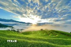 Bình minh lên trên ruộng bậc thang Thông Nguyên (Tuyên Quang). (Ảnh: Triệu Quyên/TTXVN phát)