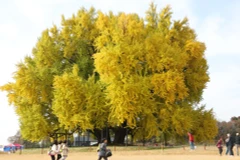 Cây bạch quả 1.300 năm tuổi. (Nguồn: Korea Times)