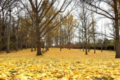 Rừng Ginkgo Grove trở thành biểu tượng của sự bền bỉ, của cái đẹp không phai mờ theo thời gian. (Ảnh: Ngọc Quang/TTXVN)