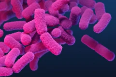 Họ vi khuẩn Enterobacterales. (Nguồn: cdc.gov)