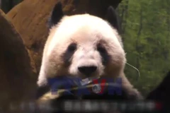 Gấu trúc khổng lồ khép lại chặng đường tại Nhật Bản để trở về Trung Quốc