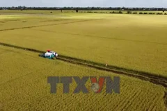 Nông dân Đồng Tháp và hành trình “biến” rơm thành tiền