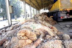 Thu gom các tấm da cừu sau buổi lễ. (Nguồn: APS)