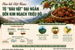 Hoa hồi Việt Nam: Từ "báu vật" đại ngàn đến kim ngạch triệu đô