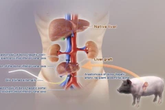 Mô hình nghiên cứu. (Nguồn: Global Times)