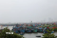 Tàu thuyền vào nơi trú tránh tại Âu thuyền Thọ Quang, vịnh Mân Quang (Đà Nẵng). (Ảnh: Anh Dũng/TTXVN)