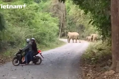 Clip ghi lại hình ảnh đàn voi rừng đi gần khu dân cư tại Đồng Nai