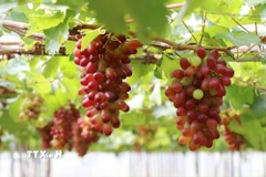 Nho NH01-152 trồng theo mô hình nông nghiệp công nghệ cao của Hợp tác xã dịch vụ tổng hợp nông nghiệp Thái An (xã Vĩnh Hải, tỉnh Khánh Hòa). (Ảnh: Nguyễn Thành/TTXVN)