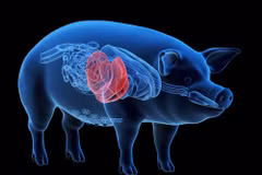 Ảnh minh họa: (Nguồn: organdonationalliance.org)