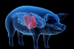 Ảnh minh họa: (Nguồn: organdonationalliance.org)