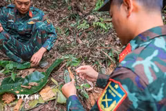 Trung tá Hoàng Vũ Dũng - Đội phó đội tìm kiếm, quy tập hài cốt liệt sĩ Tuyên Quang xem xét cẩn thận mảnh xương nghi là của người tại khu vực nghi có hài cốt liệt sĩ thuộc chiến trường xưa - xã Minh Tân. Ảnh: Hoàng Hiếu - TTXVN