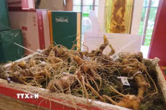 Sâm Ngọc Linh. (Ảnh: Dư Toán/TTXVN)