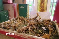 Sâm Ngọc Linh. (Ảnh: Dư Toán/TTXVN)
