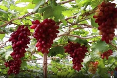 Khánh Hòa: Thích thú với những vườn nho trĩu quả đẹp như các nông trại châu Âu