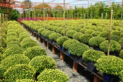 Nông dân Sa Đéc trồng các loại hoa cúc trên giàn và phát triển rất tốt. (Ảnh: Nhựt An/TTXVN)