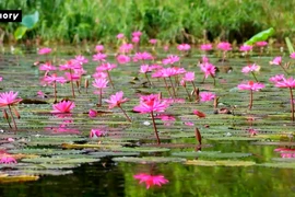  Sắc tím Tam Cốc – Bức họa diệu kỳ giữa lòng Ninh Bình 