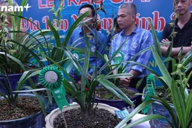 400 tác phẩm khoe sắc tại Hội thi Địa lan Thăng Long dịp đầu Xuân 