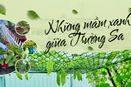 Những mầm xanh giữa Trường Sa