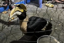 Bắt được chim lạ, nghi là Hồng hoàng quý hiếm ở Thành phố Hồ Chí Minh 