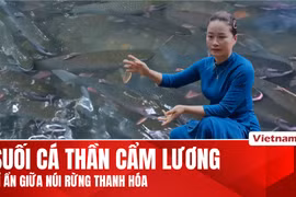 Suối cá thần Cẩm Lương: Nơi gìn giữ hài hòa giữa thiên nhiên và văn hóa bản địa