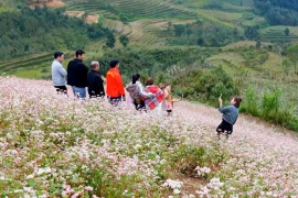 Tam giác mạch vào mùa, Tuyên Quang trở thành điểm check-in hút khách