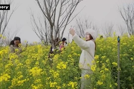 “Biển” hoa cải vàng trên đỉnh Fansipan thu hút du khách dịp đầu Xuân