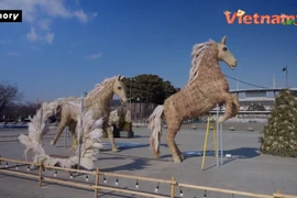 Ngỡ ngàng “đàn ngựa cỏ bạc” chào Tết Bính Ngọ 2026 tại Hàn Quốc 