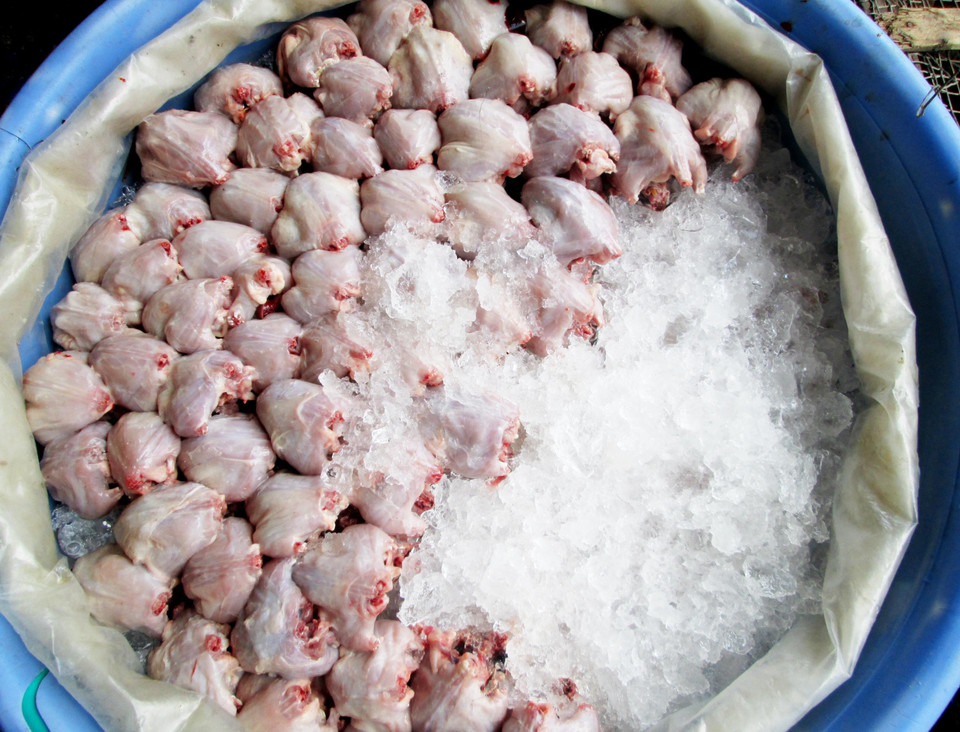 Chuột, sau khi lột da, bỏ đầu, đuôi, chân và mổ bỏ nội tạng, chỉ chừa lại 2 lá gan và chùm mỡ được ướp đá và chở đi bán khắp các chợ đầu mối. (Ảnh: Công Mạo/TTXVN)